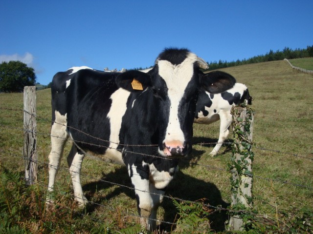 © RuralesDATA