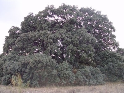 © RuralesDATA