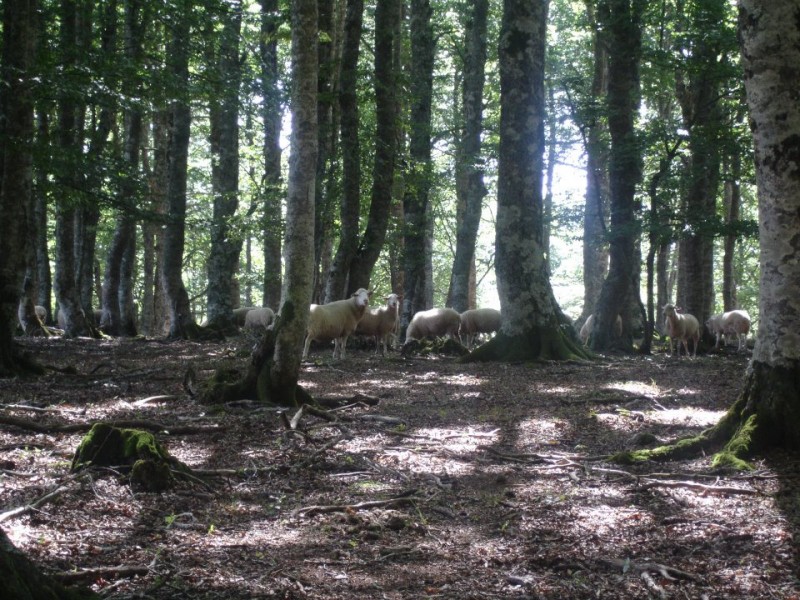 © RuralesDATA