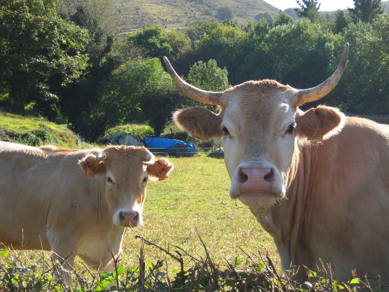 © RuralesDATA