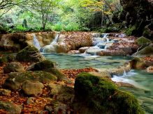 Simplemente camina entre bosques