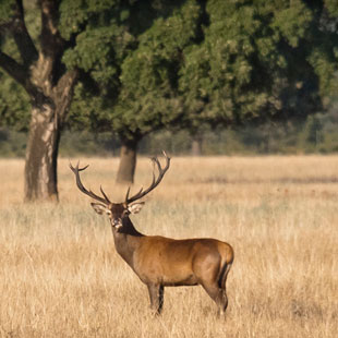 Cabaeros, Parque Nacional de primera