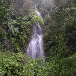 La Gomera, Isla Mgica con bosque prehistrico