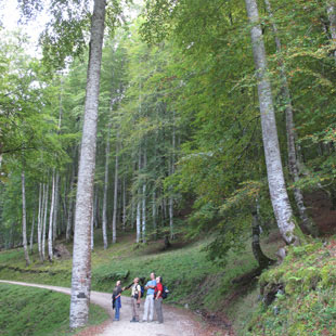 Saja-Besaya, Parque Natural de robles y hayas